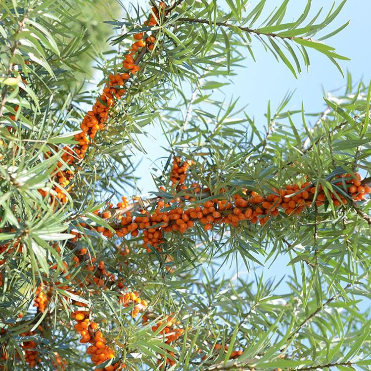 Tesoro della vitamina - Frutto dell'olivello spinoso